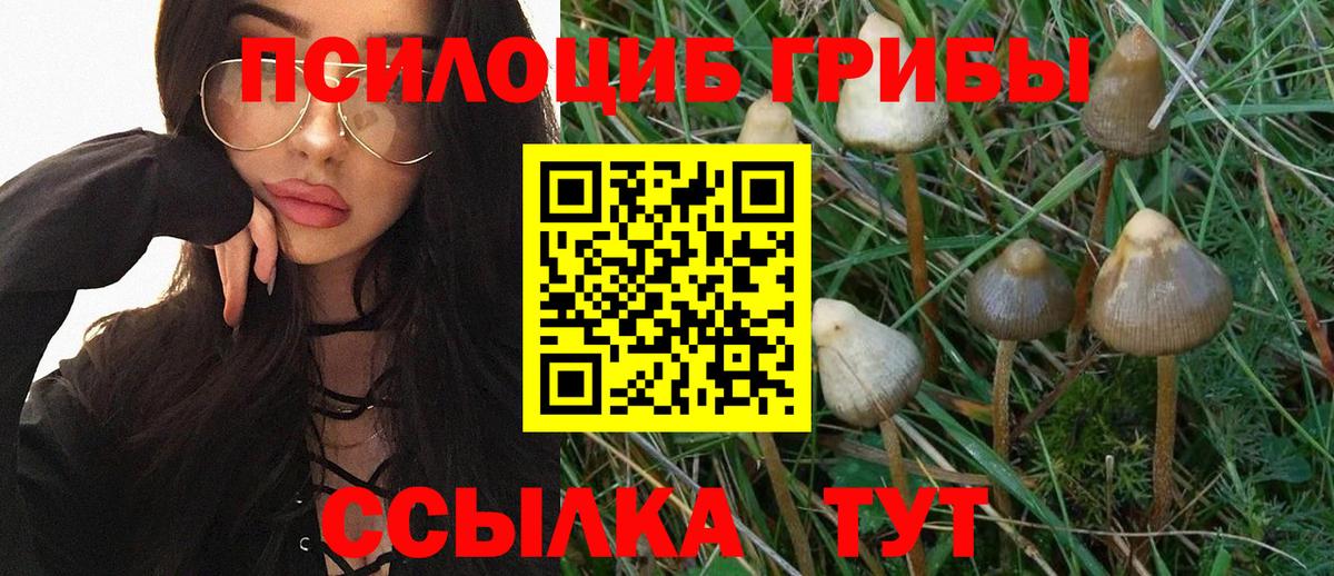 Псилоцибиновые грибы GOLDEN TEACHER Великий Новгород